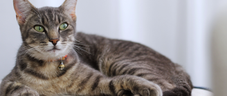 Chat